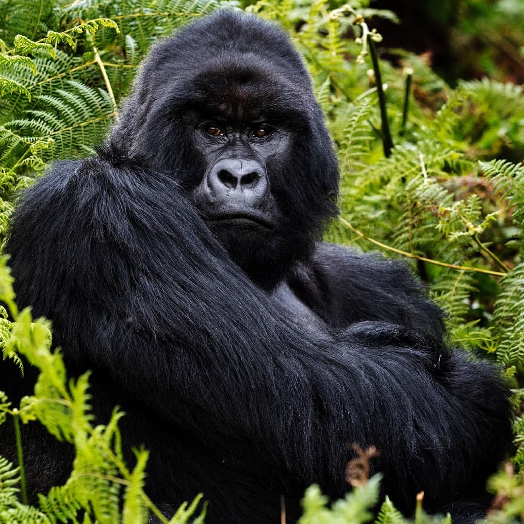 gorilla