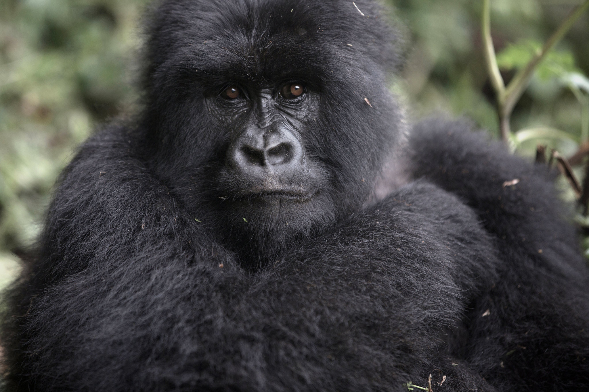 gorilla